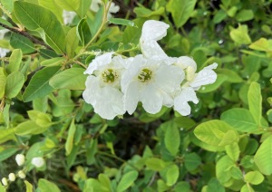 雨の中の白い花