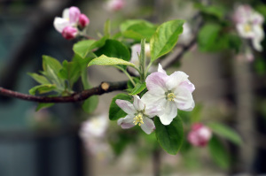 ２０２５りんごの花