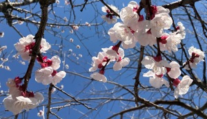 名古屋大学の杏の花